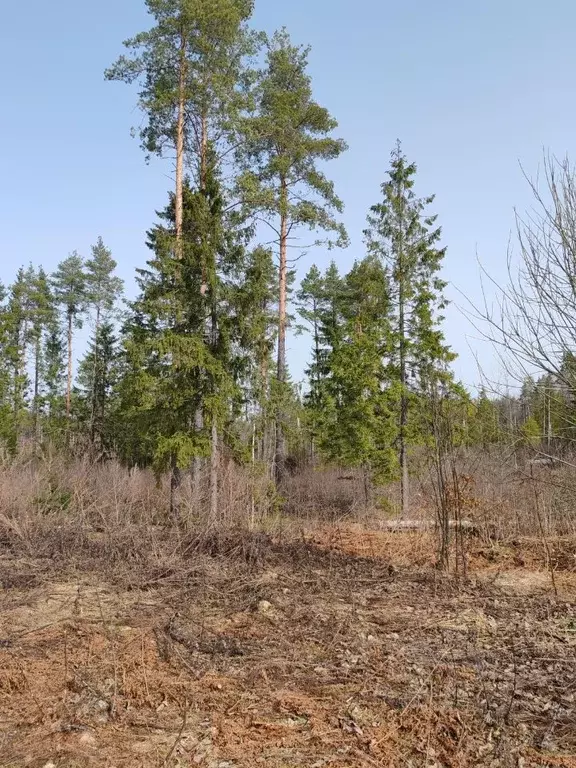 Участок в Новгородская область, Валдай ул. Алексея Маресьева (15.0 ... - Фото 0