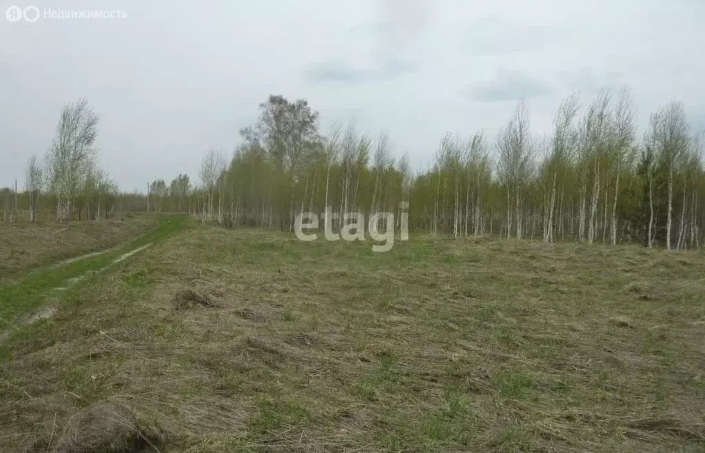 Участок в Новосибирский район, Берёзовский сельсовет, село Берёзовка ... - Фото 0