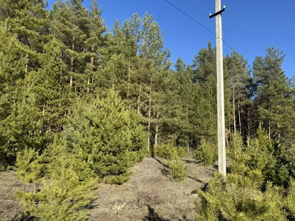 Участок в Тамбовская область, Знаменский муниципальный округ, с. ... - Фото 2