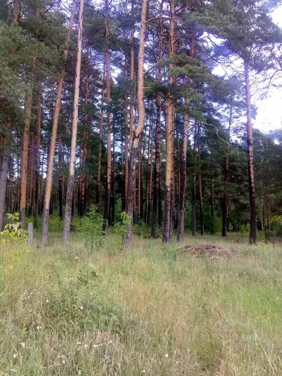 Участок в Владимирская область, Судогодский район, Муромцевское ... - Фото 0
