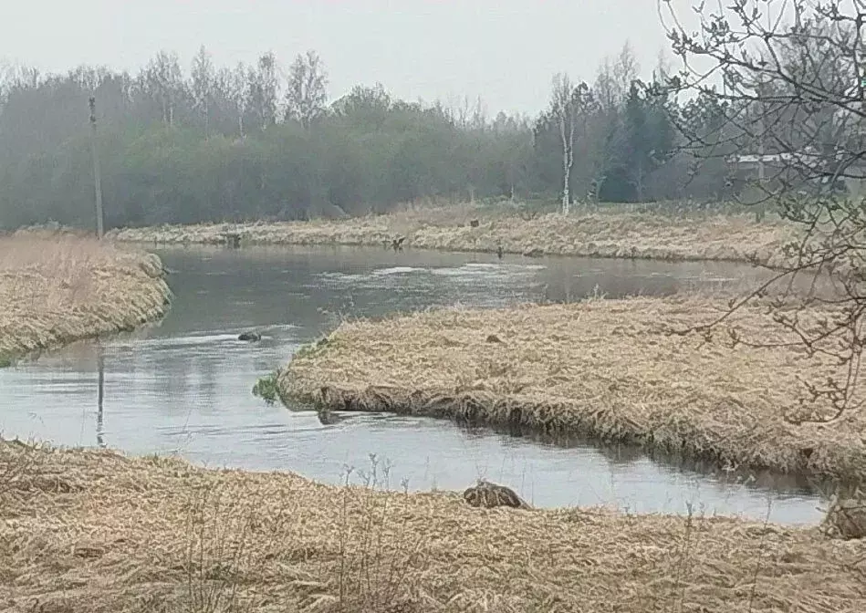 Участок в Ленинградская область, Гатчинский муниципальный округ, д. ... - Фото 2