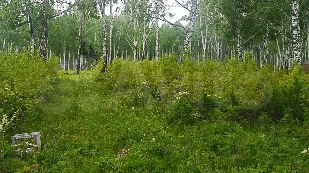 Участок 11,5 сот. (СНТ, ДНП) - Фото 0