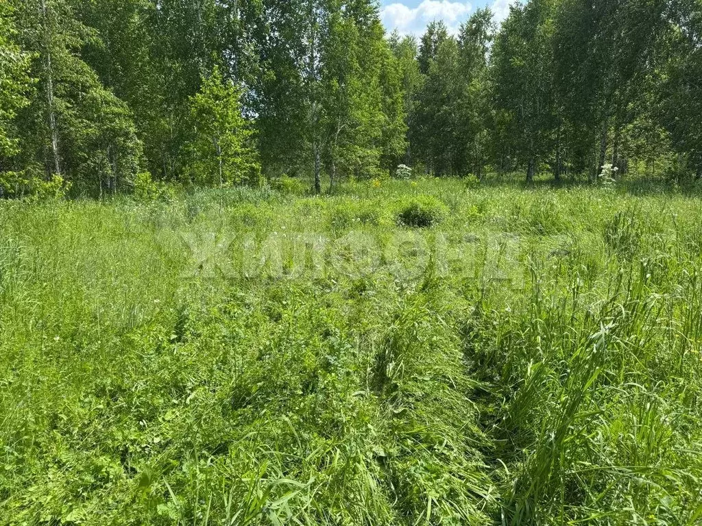 Участок 8 сот. (СНТ, ДНП) - Фото 1