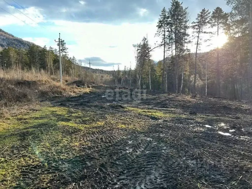 Участок в Алтай, Майминский район, с. Озерное ул. Березовая (50.0 ... - Фото 0