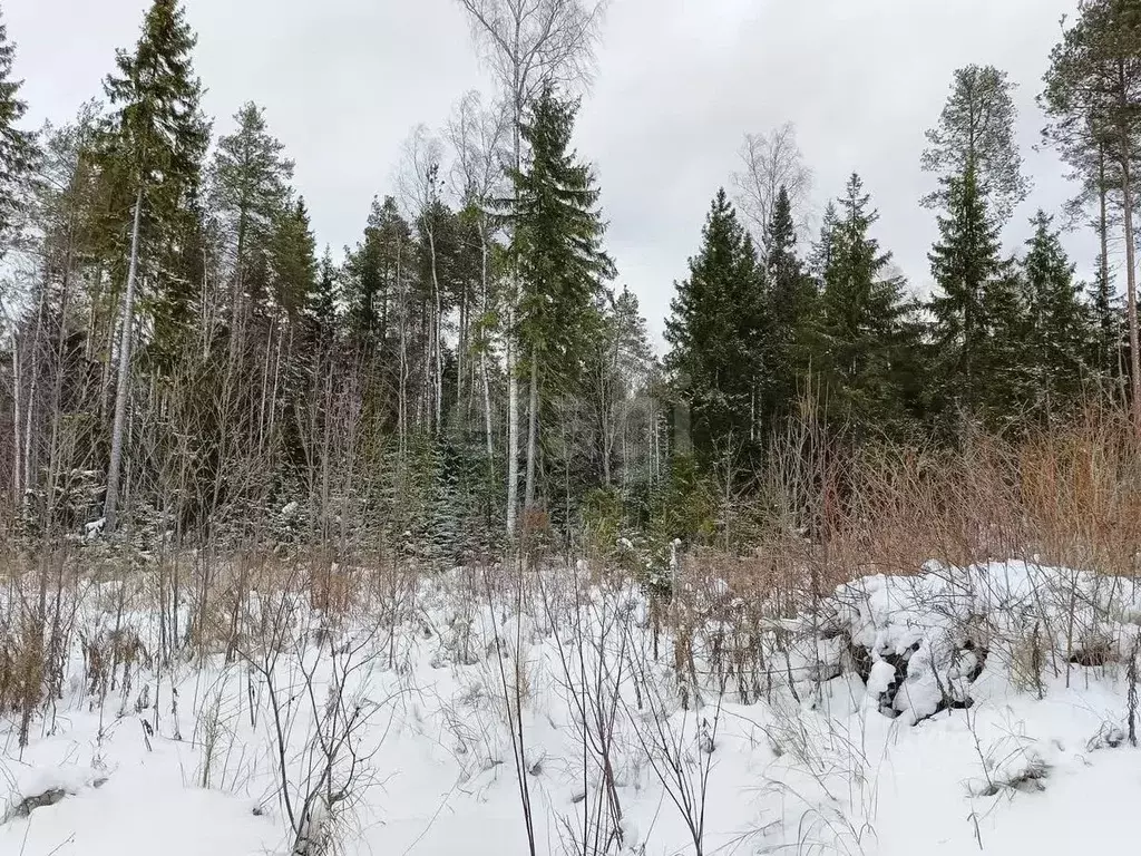 Участок в Коми, Сыктывкар городской округ, Краснозатонский пгт 1-я ... - Фото 1