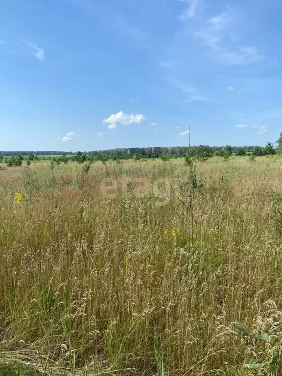 Участок в Челябинская область, Красноармейский район, с. Миасское  ... - Фото 1