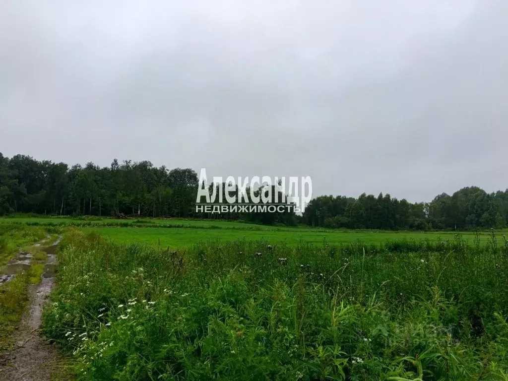 Участок в Ленинградская область, Приозерский район, Мельниковское ... - Фото 0