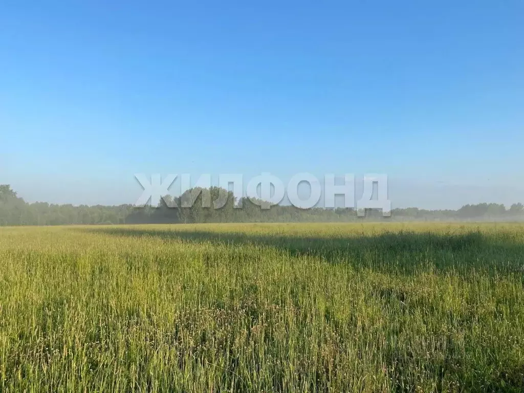 Участок в Новосибирская область, Мошковский район, Радуга-2 СНТ  ... - Фото 1