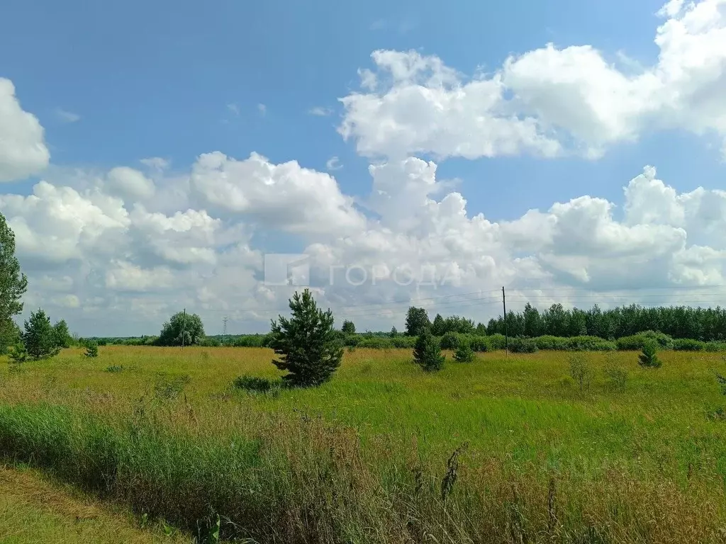 Участок в Новосибирская область, Колыванский район, с. Скала  (3745.2 ... - Фото 0