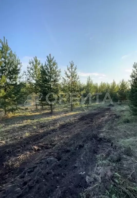 Участок в Тюменская область, Тюменский муниципальный округ, с. Успенка ... - Фото 0