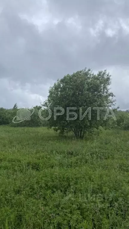 Участок в Тюменская область, Нижнетавдинский район, с. Велижаны ... - Фото 1