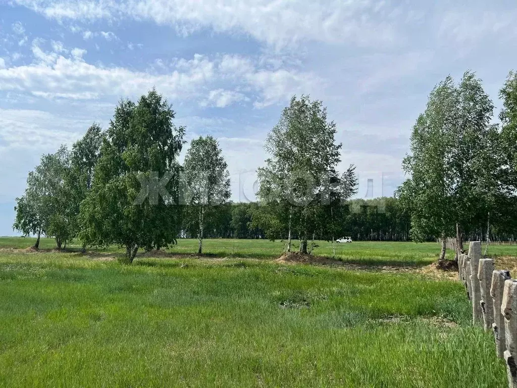 Участок в Новосибирская область, Новосибирский район, Толмачевский ... - Фото 0