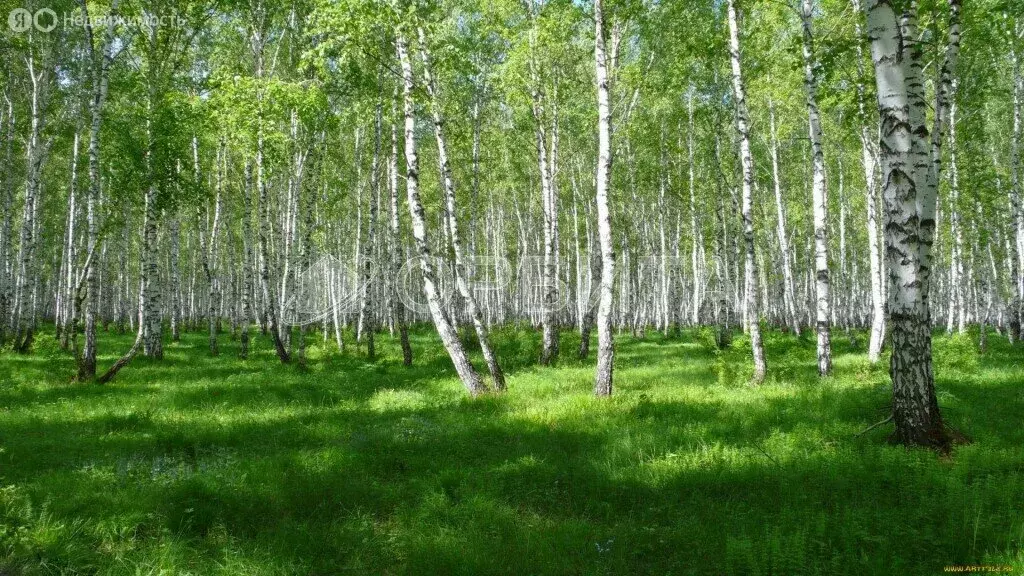 Участок в Нижнетавдинский район, деревня Нижние Тарманы, Береговая ... - Фото 1