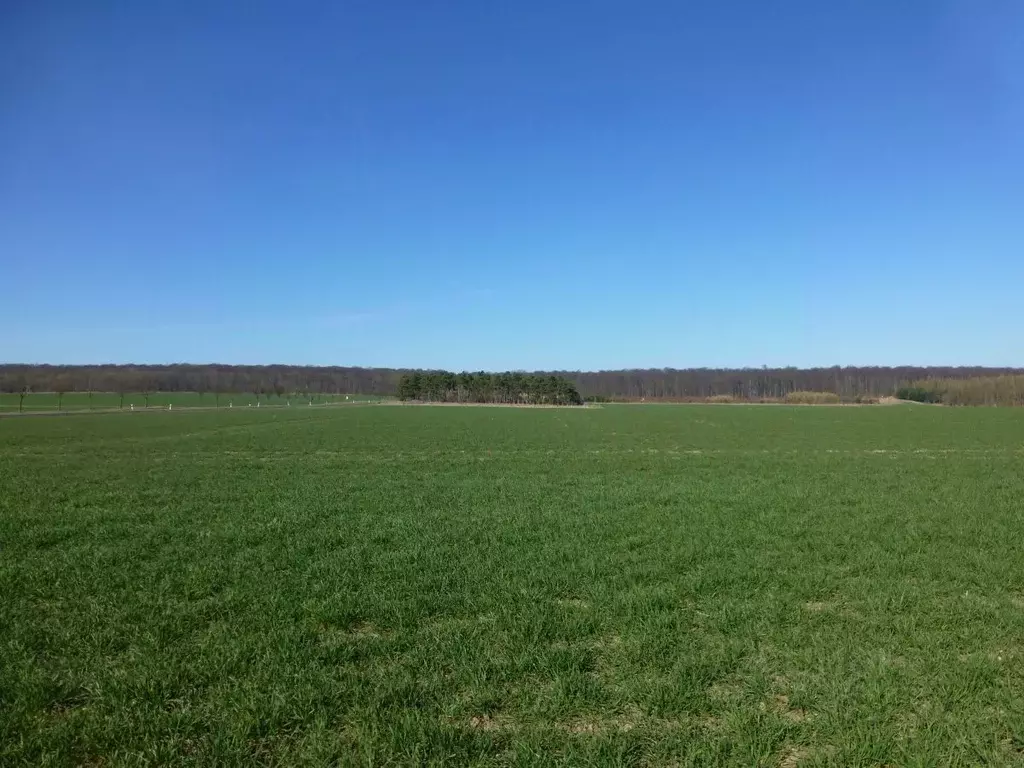 Участок в Калининградская область, Мамоновский городской округ, пос. ... - Фото 2