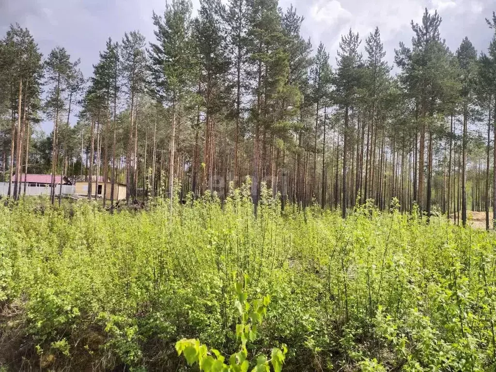 Участок в Коми, Сыктывкар городской округ, Верхняя Максаковка пгт, ... - Фото 0