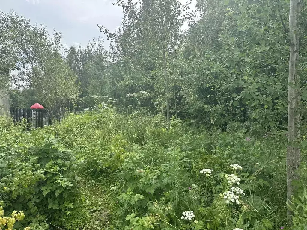 Участок в Московская область, Рузский муниципальный округ, д. Шелковка ... - Фото 1