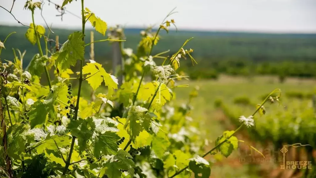 Участок в Севастополь с. Верхнесадовое,  (500.0 сот.) - Фото 2