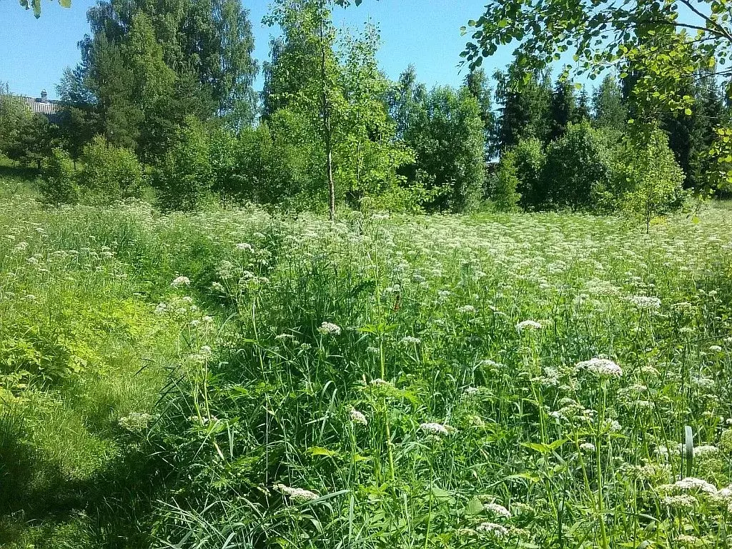 Купить Землю Волосовский Район