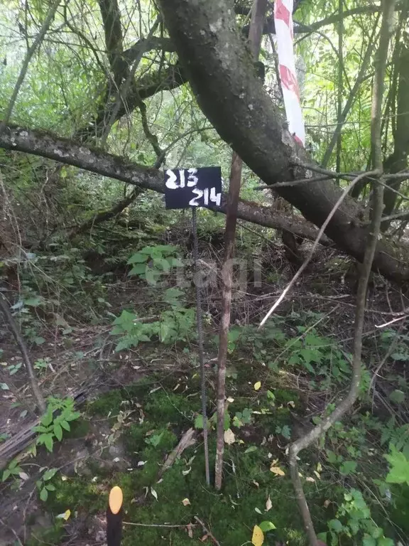 Участок в Калужская область, Бабынинский муниципальный округ, ... - Фото 2