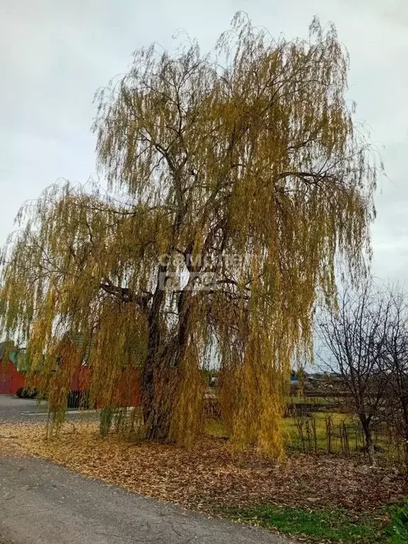 Участок в Липецкая область, с. Доброе ул. Максима Горького, 23 (19.0 ... - Фото 1