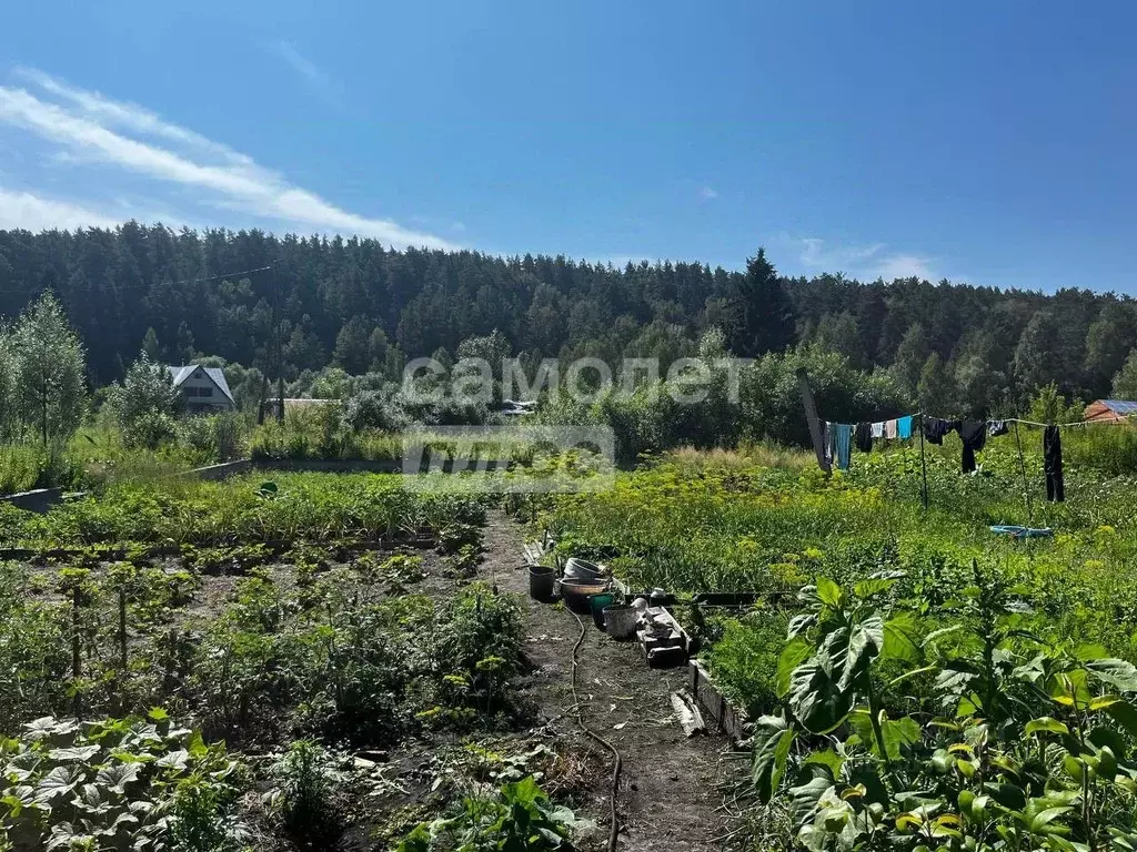 Участок в Алтайский край, Барнаул городской округ, Поселок Борзовая ... - Фото 1