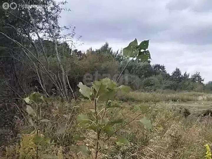 Участок в Калининградская область, Гурьевский муниципальный округ, ДНП ... - Фото 1