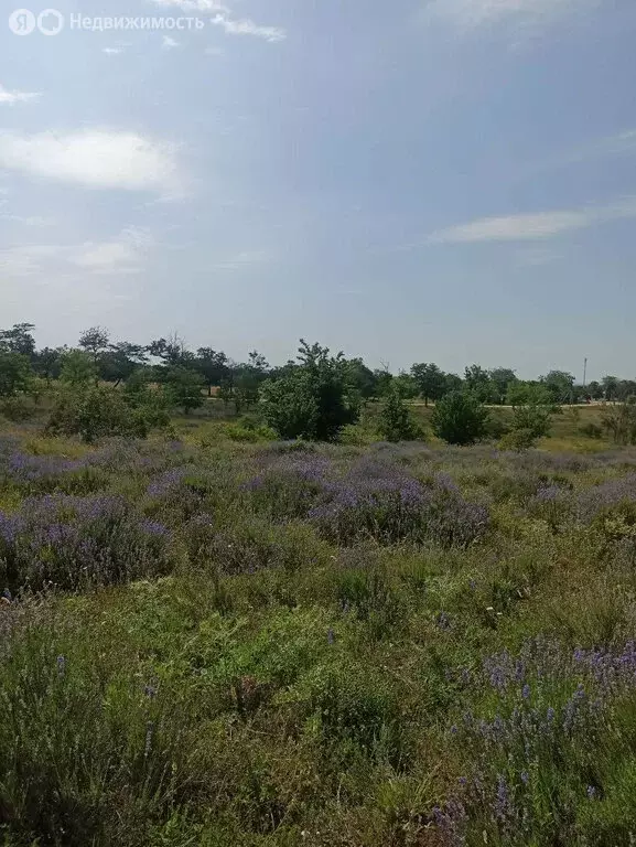 Участок в Симферопольский район, село Мазанка (7.5 м) - Фото 1