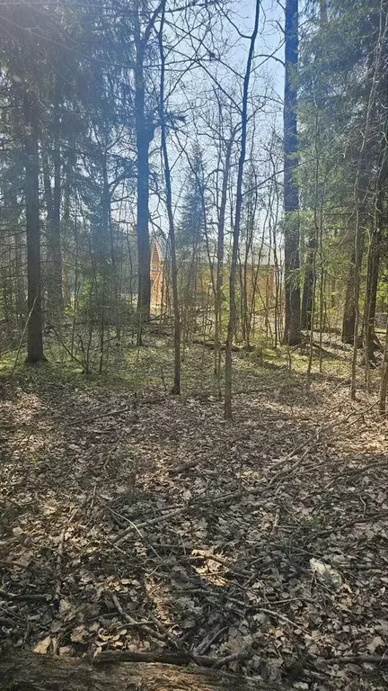 Участок в Московская область, Пушкинский городской округ, д. Могильцы, ... - Фото 1