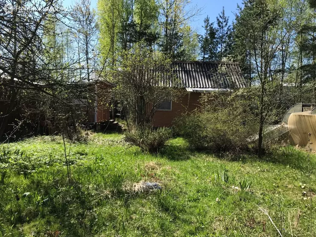 Березы на дачном участке. Садовое товарищество березка. Снт березка екатеринбург. Барыбино снт березки. Дача березки 2.