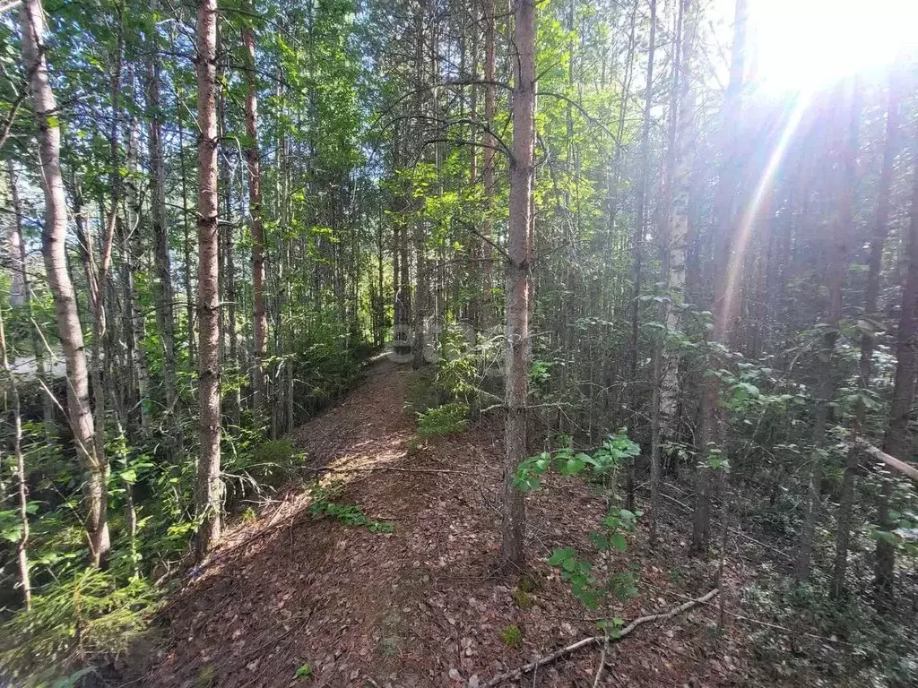 Участок в Коми, Сыктывкар городской округ, Верхняя Максаковка пгт ул. ... - Фото 0