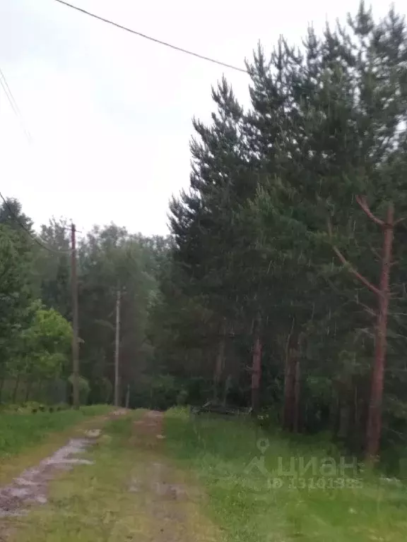 Участок в Новгородская область, Новгородский район, Савинское с/пос, ... - Фото 0