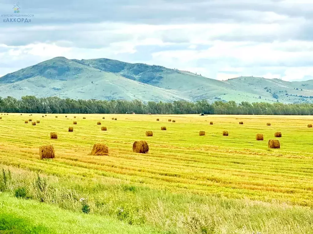 Участок в Алтай, Майминский район, с. Подгорное  (8.0 сот.) - Фото 2