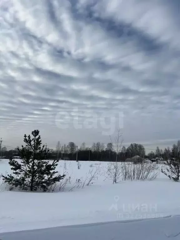Участок в Новосибирская область, Коченевский район, Тальник СНТ ул. ... - Фото 1
