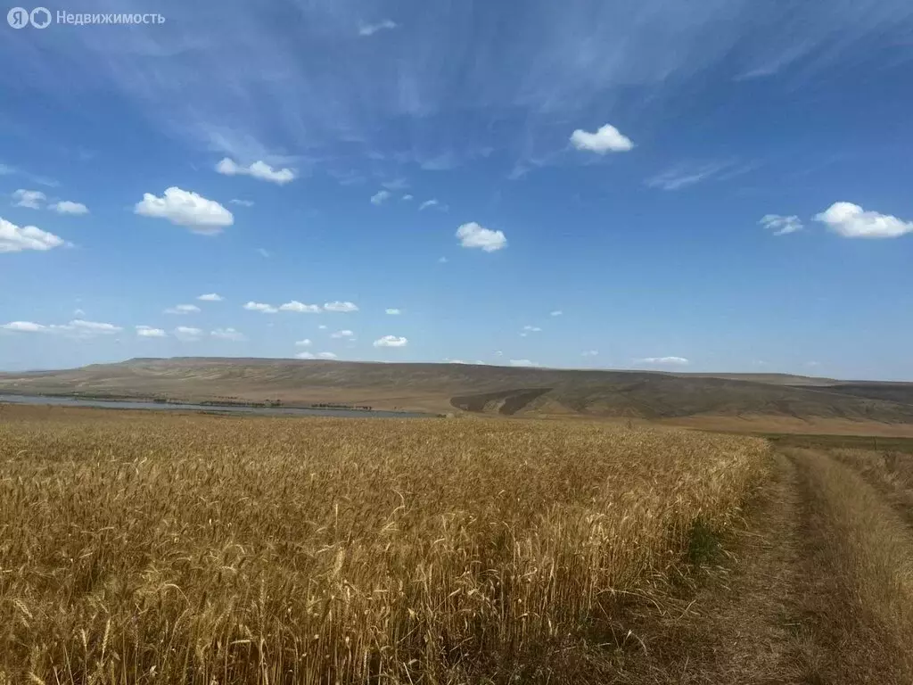 Участок в Ставропольский край, Андроповский муниципальный округ (516 ... - Фото 1