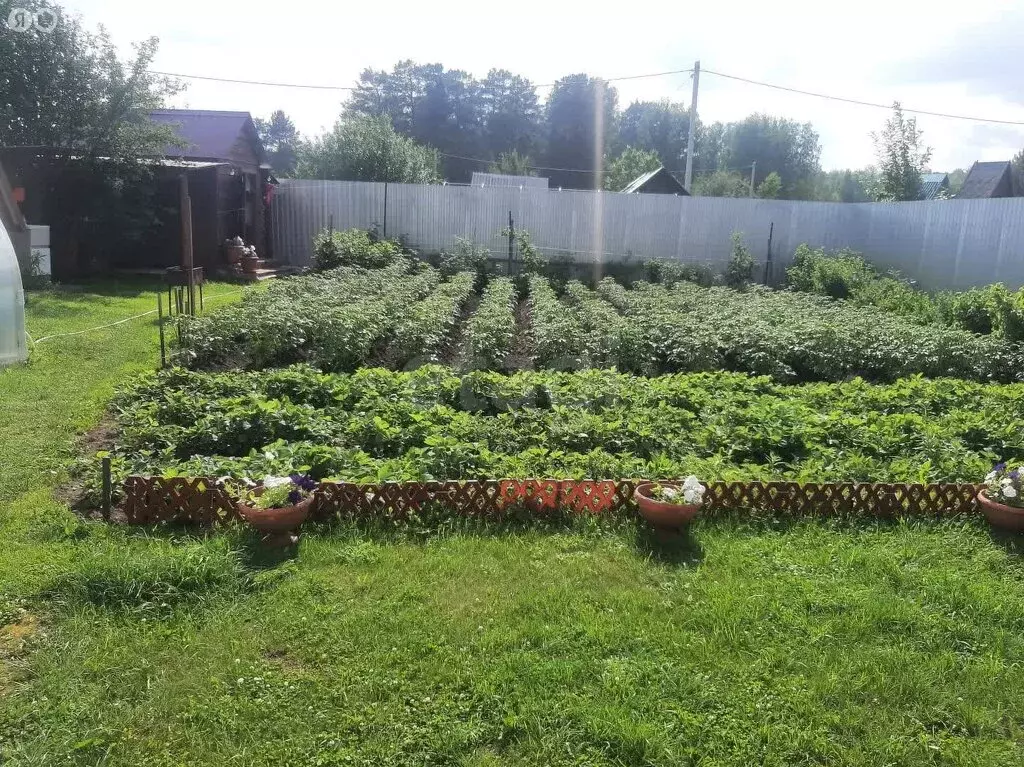 Участок в Новосибирск, СНТ Любитель (4.19 м) - Фото 2