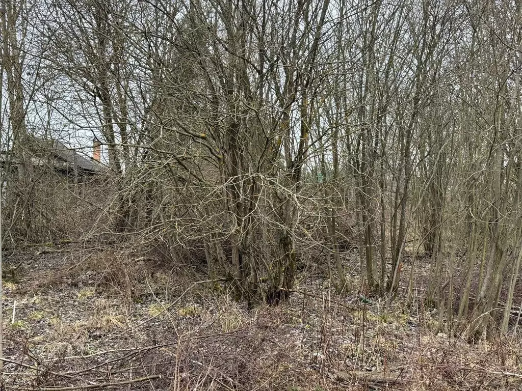 Участок в Московская область, Богородский городской округ, д. Ново  ... - Фото 1