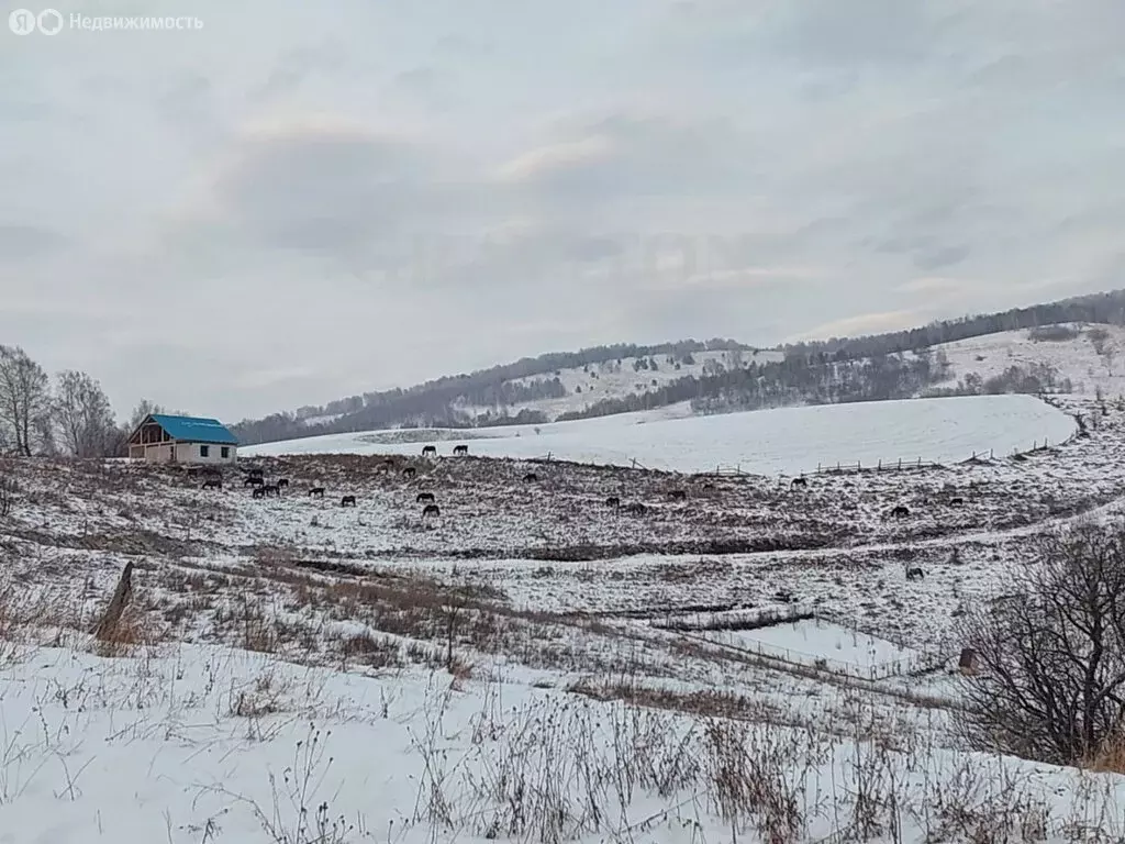 Участок в Майминский район, село Кызыл-Озек (11.5 м) - Фото 1