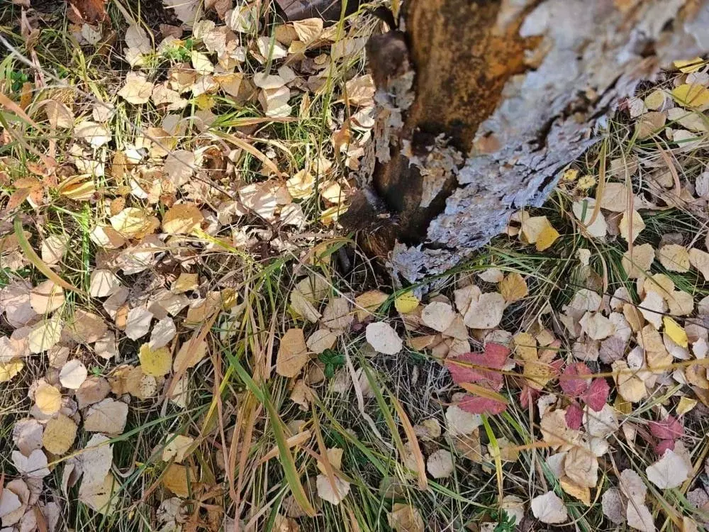 Участок в Иркутская область, Иркутский муниципальный округ, пос. ... - Фото 2