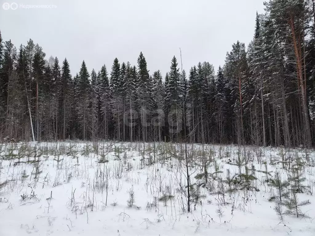 Участок в Республика Коми, муниципальный район Корткеросский, ... - Фото 1