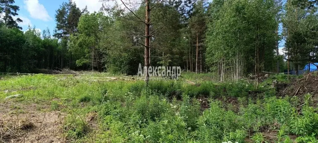 Участок в Ленинградская область, Приозерский район, Ларионовское ... - Фото 1