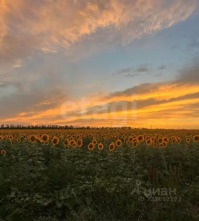 Участок в Ростовская область, Мясниковский район, Чалтырское с/пос, ... - Фото 1