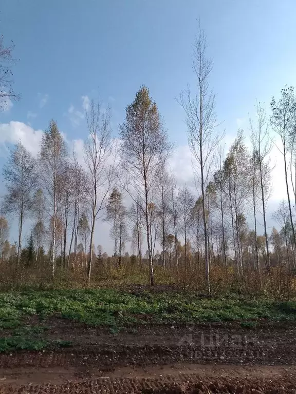 Участок в Московская область, Клин городской округ, Щучье озеро дп  ... - Фото 1