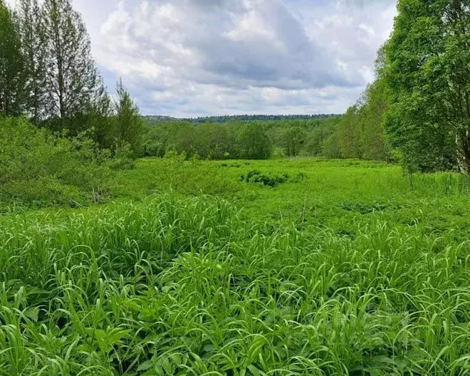 Участок в Московская область, Можайский муниципальный округ, д. ... - Фото 1