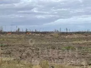 Участок в Воронежская область, Рамонский район, с. Ямное, Титимитино ... - Фото 2