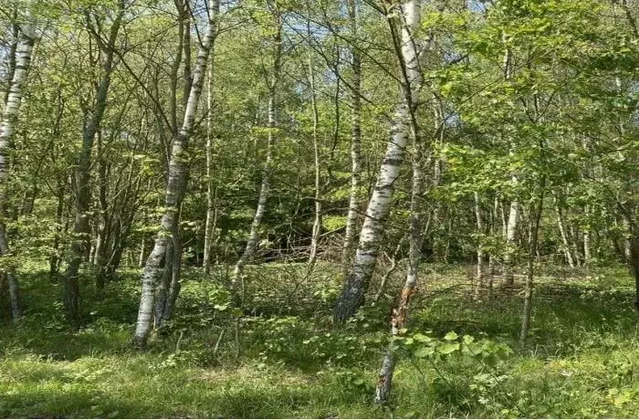 Участок в Московская область, Лосино-Петровский городской округ, д. ... - Фото 1