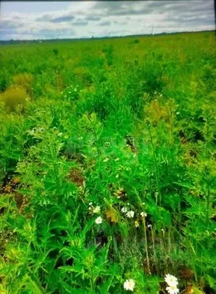 Участок в Вологодская область, пос. Заря  (14.0 сот.) - Фото 2