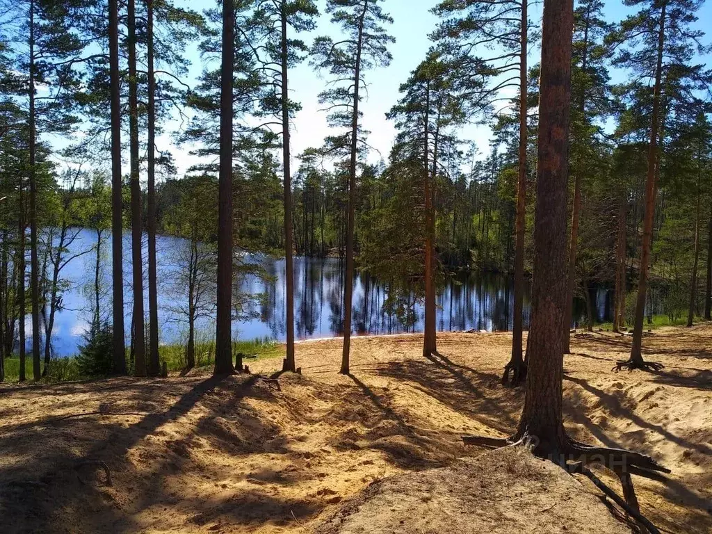 Участок в Ленинградская область, Приозерский район, Сосновское с/пос, ... - Фото 2