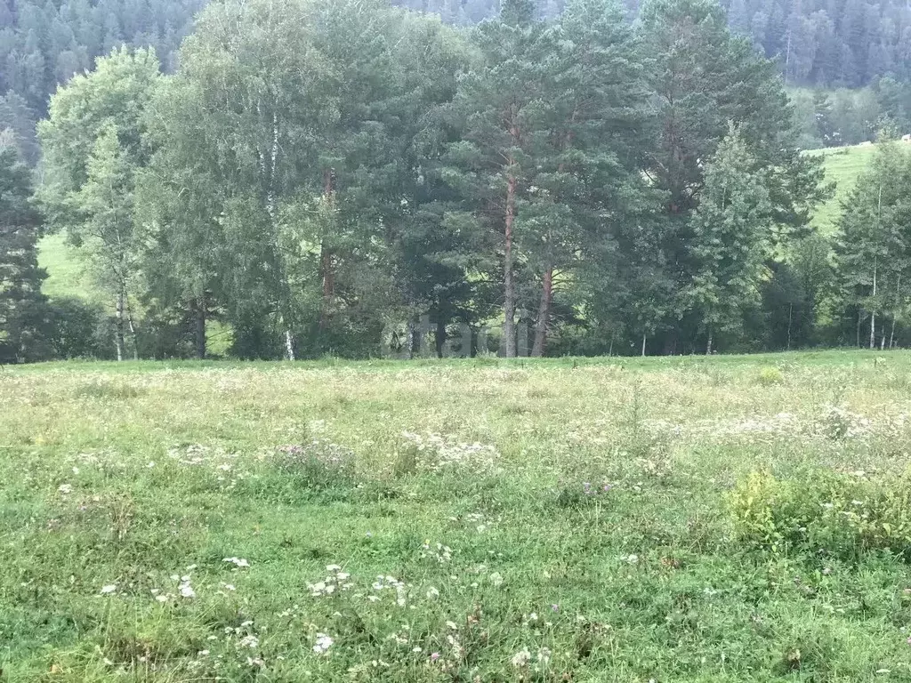 Участок в Алтай, Майминский район, с. Александровка  (14.5 сот.) - Фото 0