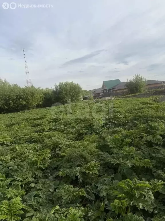 Участок в село Майма, Кленовая улица (8.3 м) - Фото 1