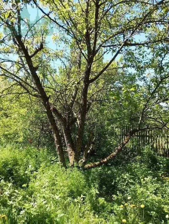 Участок в Смоленский муниципальный округ, СНТ Источник (7 м) - Фото 1